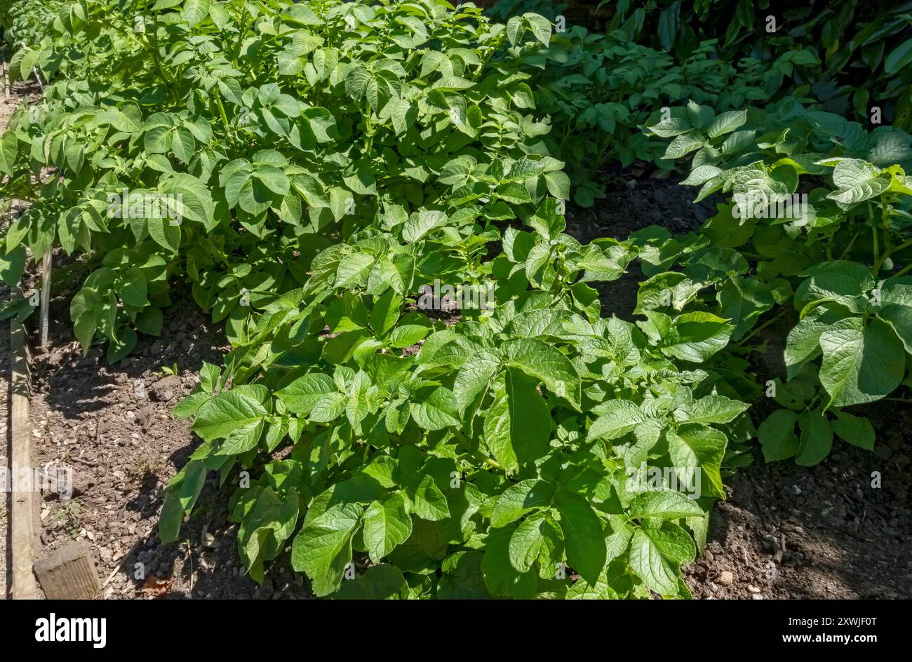 Plantes de pommes de terre terrassées pommes de terre légumes légumes légumes culture dans le jardin en été Angleterre Royaume-Uni GB Grande-Bretagne Banque D'Images