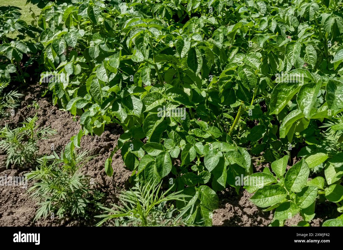 Terre terrée plants de pommes de terre légumes légumes légumes légumes culture dans le jardin en été Angleterre Royaume-Uni GB Grande-Bretagne Banque D'Images