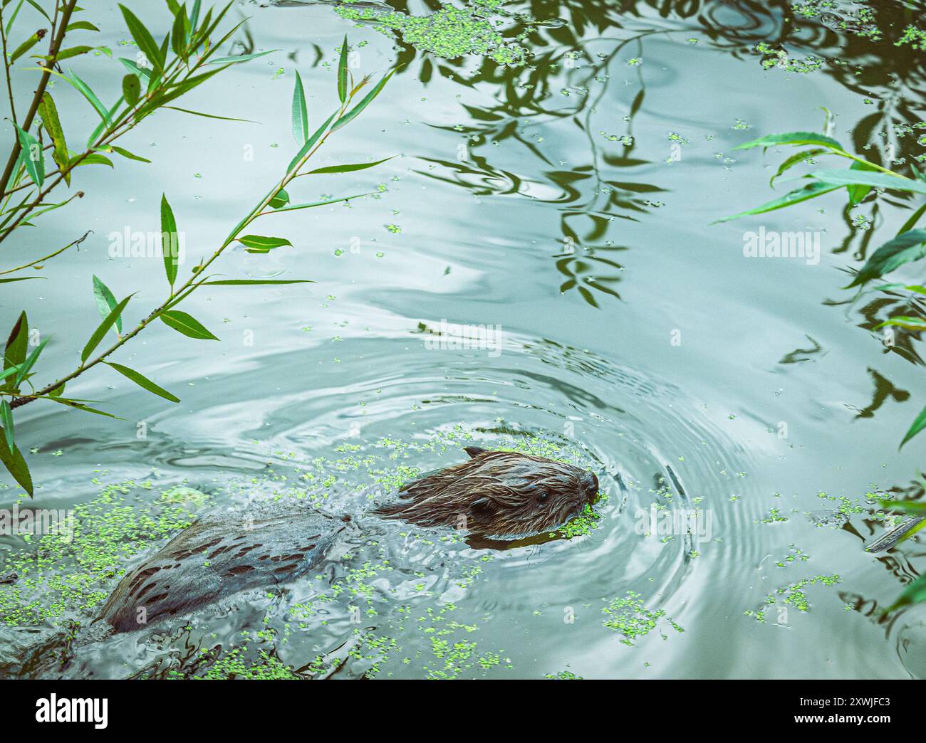 un rat d'eau nutria européen, natation Banque D'Images