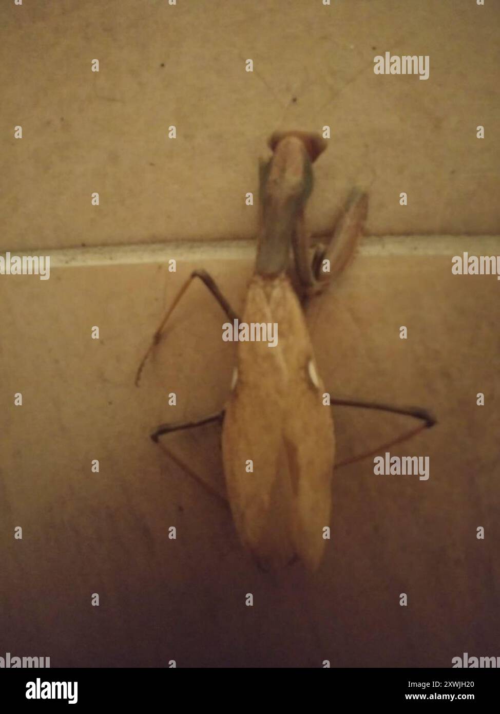 Insecte géant de la Mantis africaine (Sphodromantis viridis) Banque D'Images