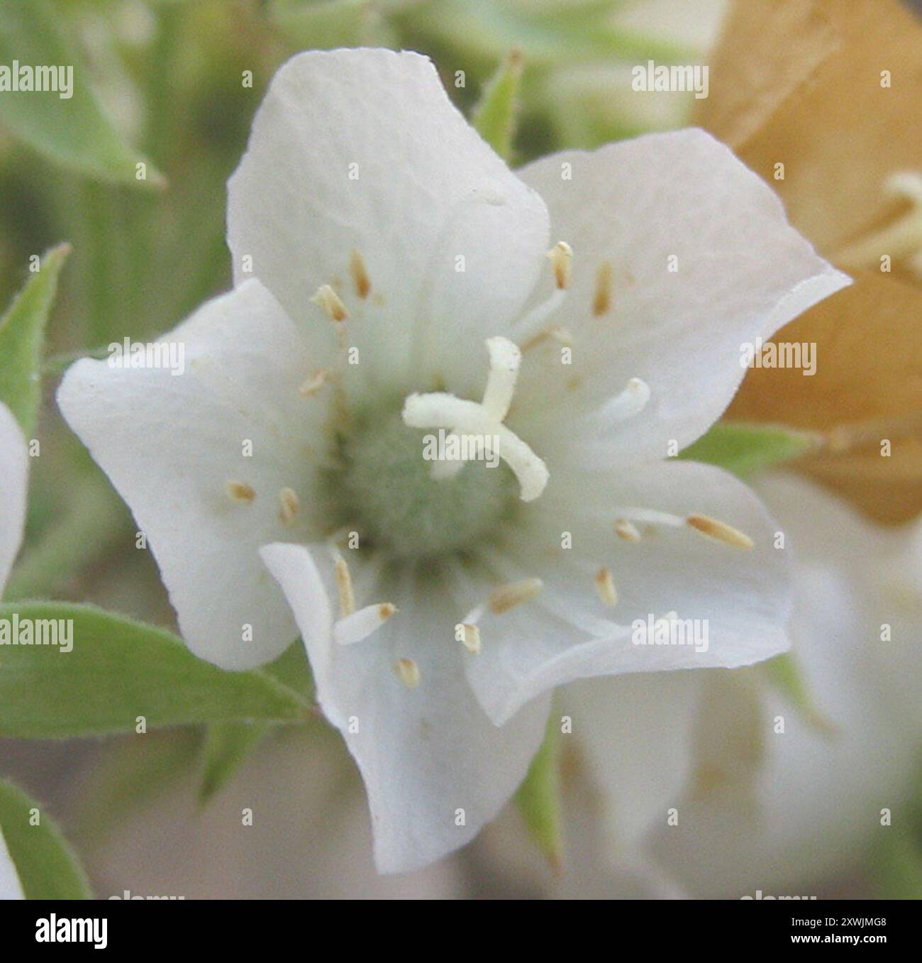 Poire sauvage d'Afrique du Sud (Dombeya rotundifolia) Plantae Banque D'Images