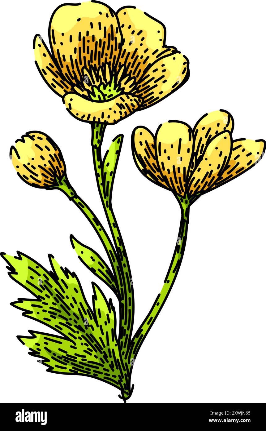 vecteur dessiné à la main par croquis de buttercup pérenne Illustration de Vecteur