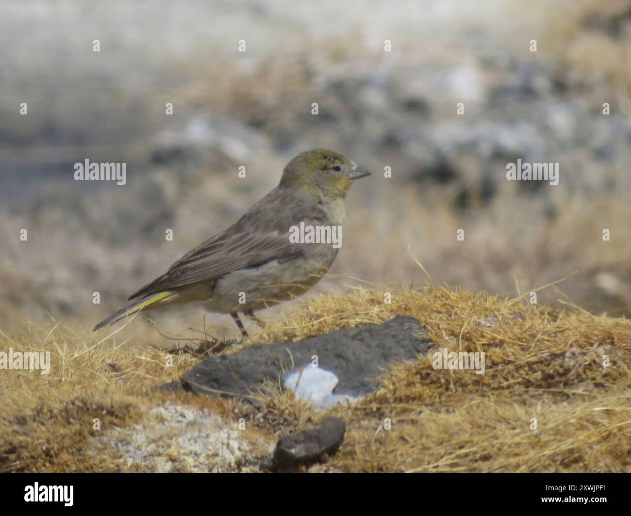 Finish jaune (Sicalis olivascens) Aves Banque D'Images