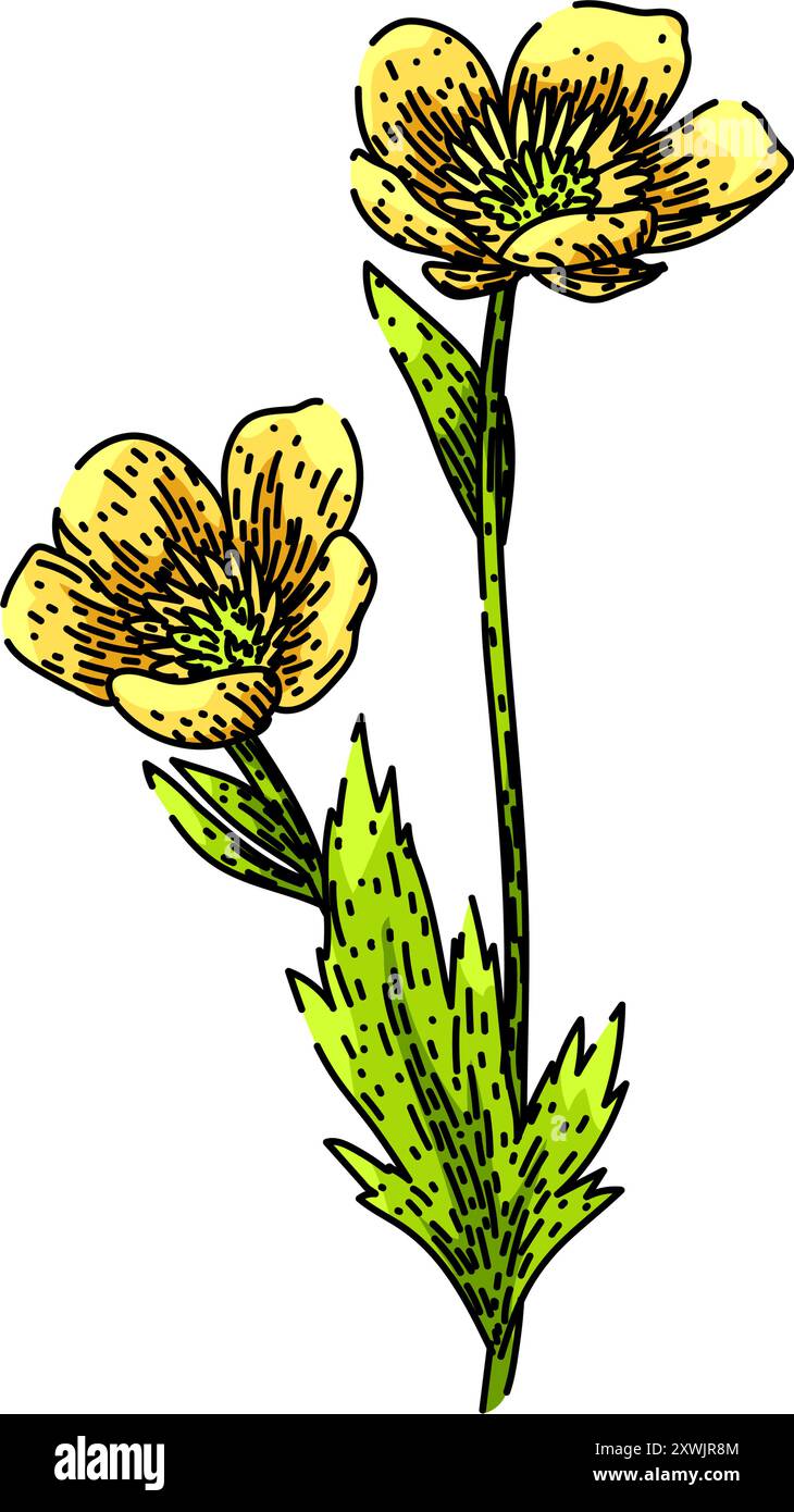 vecteur dessiné à la main par l'esquisse de buttercup meadow Illustration de Vecteur