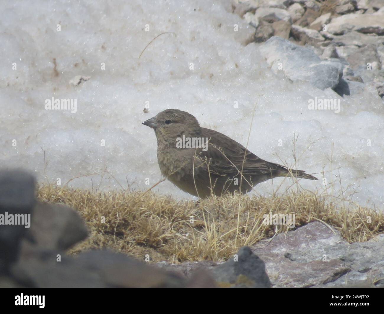 Finish jaune (Sicalis olivascens) Aves Banque D'Images