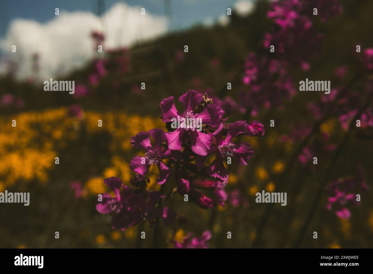 Gros plan d'une fleur sauvage rose vif en fleurs, sur fond flou de fleurs jaunes et lumière naturelle douce Banque D'Images