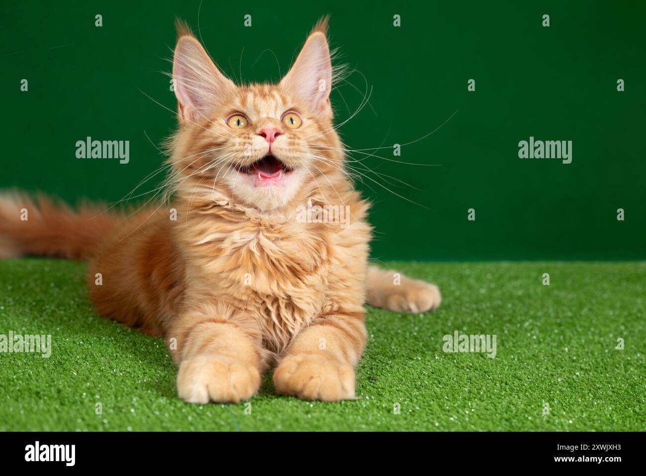 Un chat au gingembre mignon avec de grands yeux couchés sur de l'herbe verte. Le chat a l'air curieux avec la bouche ouverte. Sa fourrure moelleuse et ses yeux verts brillants se distinguent dans le Banque D'Images Un chat au gingembre mignon avec de grands yeux couchés sur de l'herbe verte. Le chat a l'air curieux avec la bouche ouverte. Sa fourrure moelleuse et ses yeux verts brillants se distinguent dans le Banque D'Images