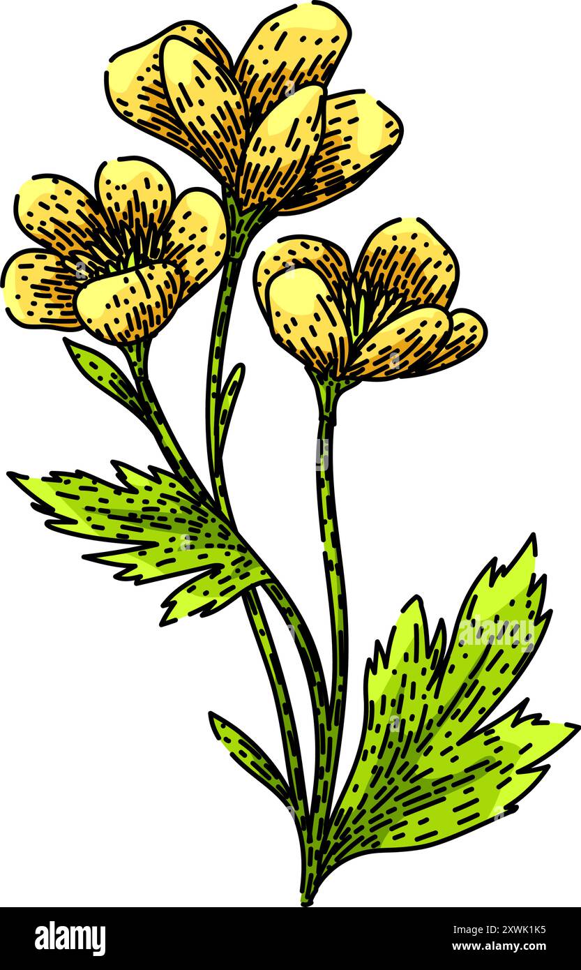 vecteur dessiné à la main par l'esquisse de buttercup de pétales Illustration de Vecteur