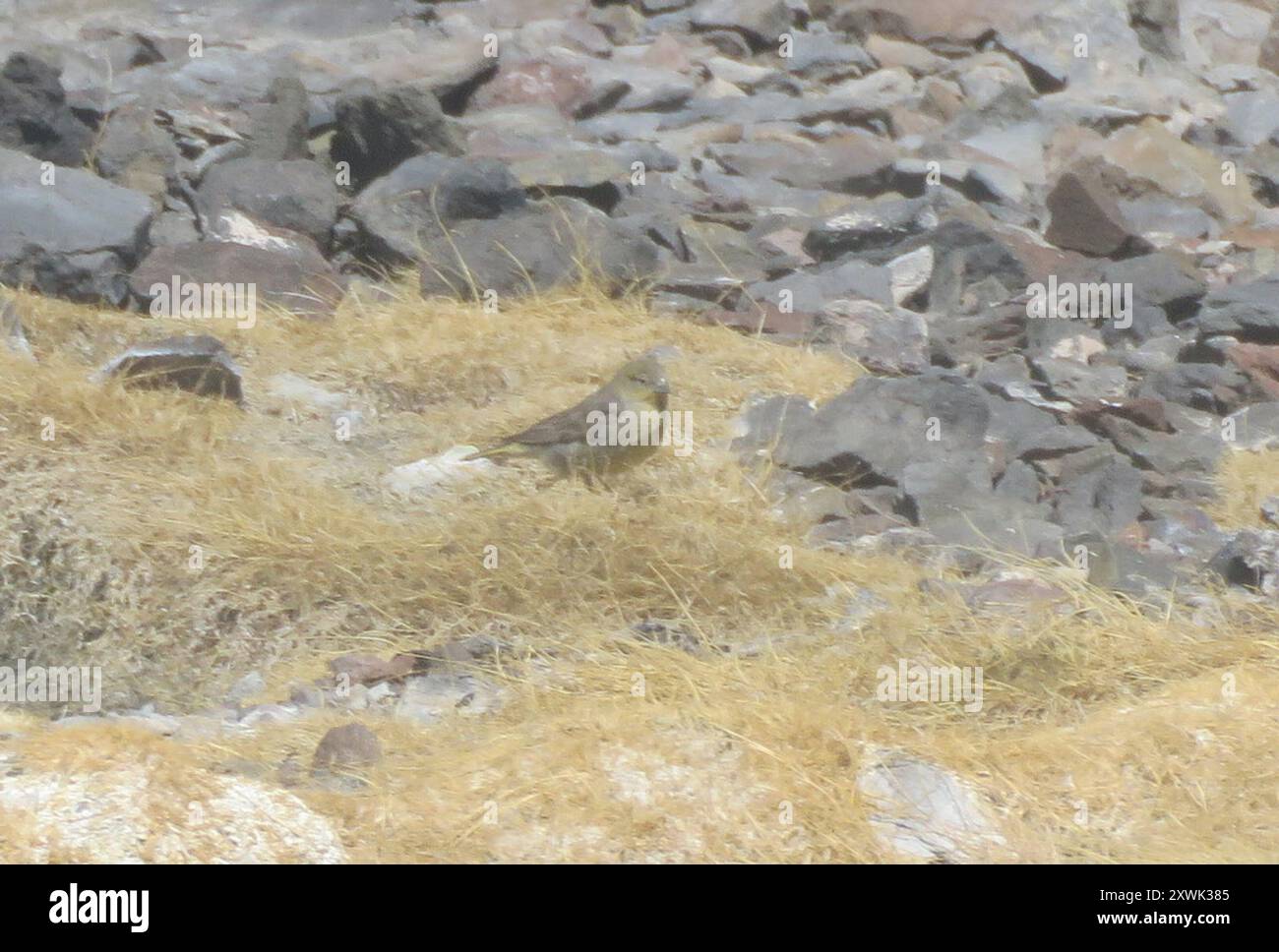 Finish jaune (Sicalis olivascens) Aves Banque D'Images