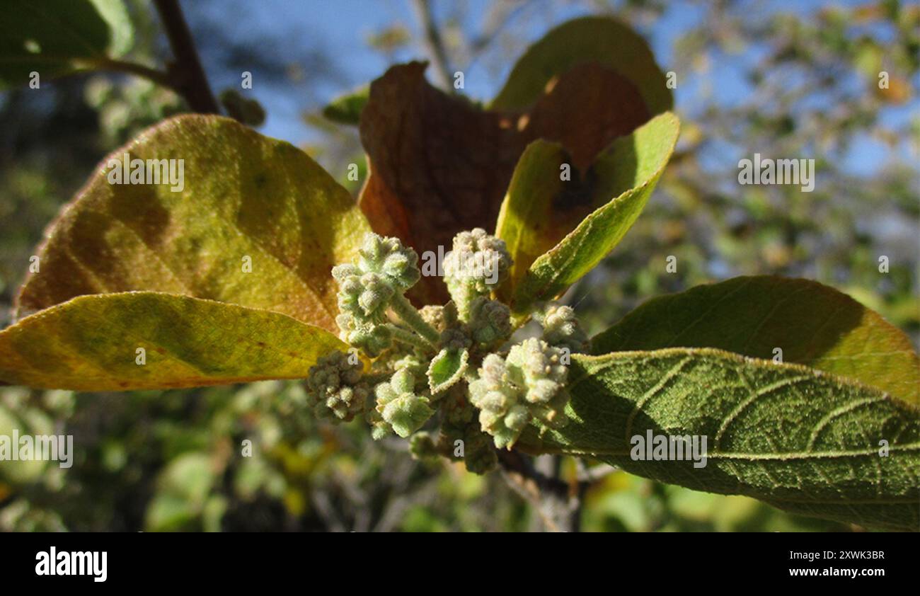 Poire sauvage d'Afrique du Sud (Dombeya rotundifolia) Plantae Banque D'Images