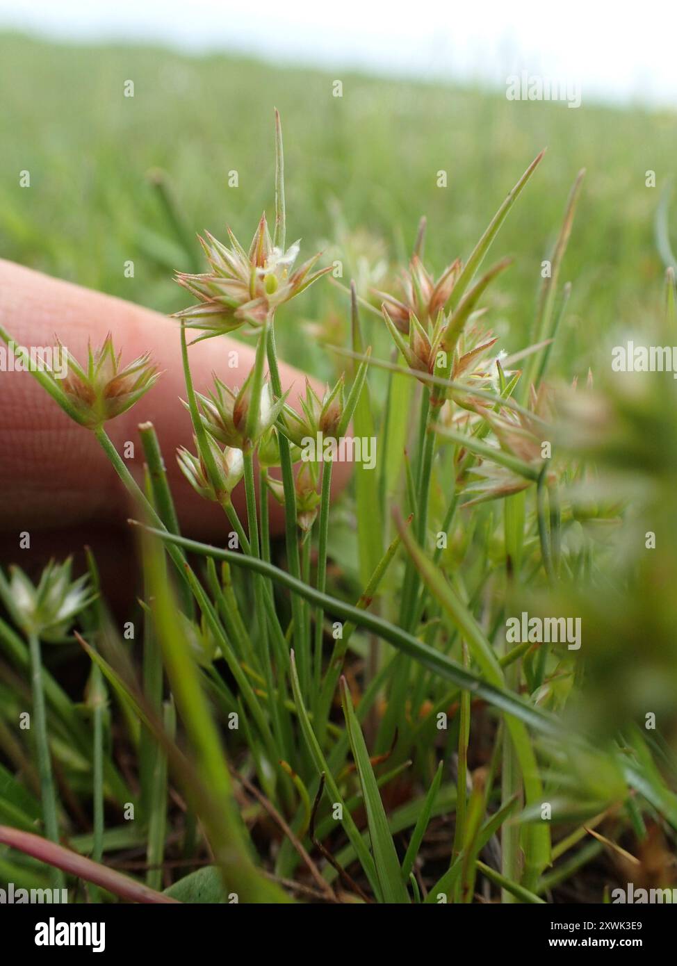 Ruée naine (Juncus capitatus) Plantae Banque D'Images