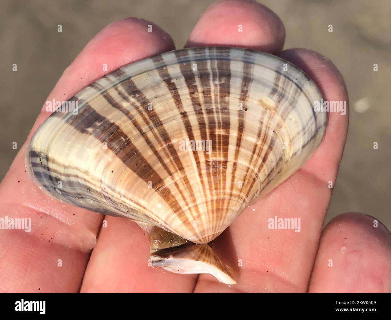 Palourde de Pismo (Tivela stultorum) Mollusca Banque D'Images