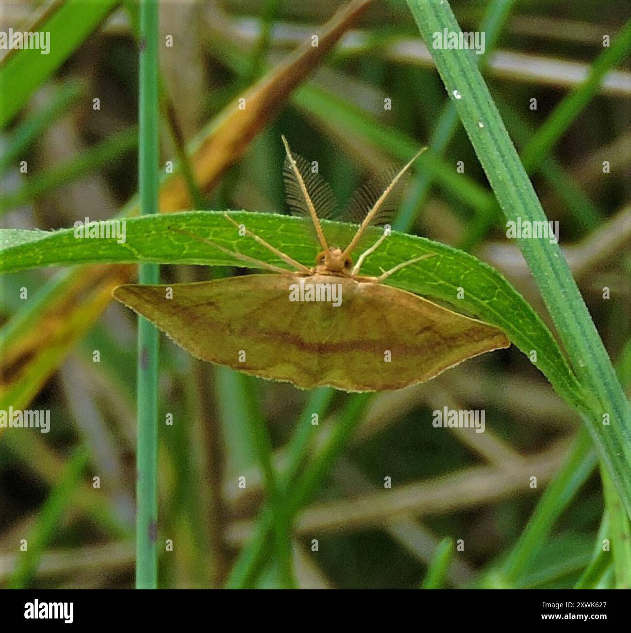 Chiches Geometer Moth (Haematopis grataria) Insecta Banque D'Images