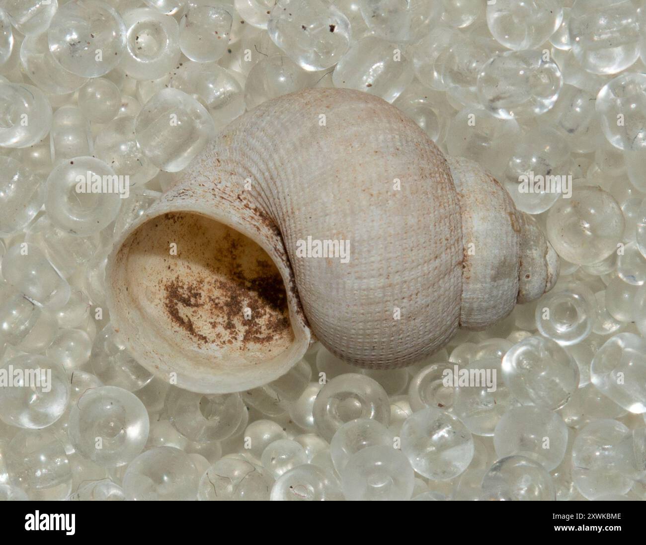 Escargot à bouche ronde (Pomatias elegans) Mollusca Banque D'Images