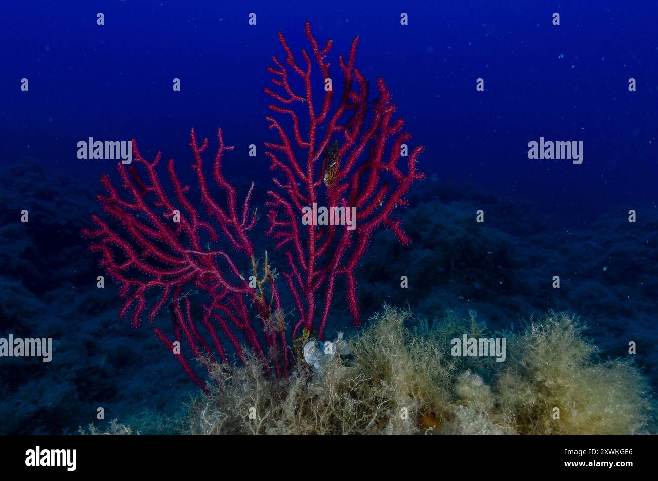 Fouet marin Violescent, Paramuricea clavata, Gorgoniidae, Tor Paterno Marine Protected Area, Roma, Latium, Italie, Méditerranée Banque D'Images