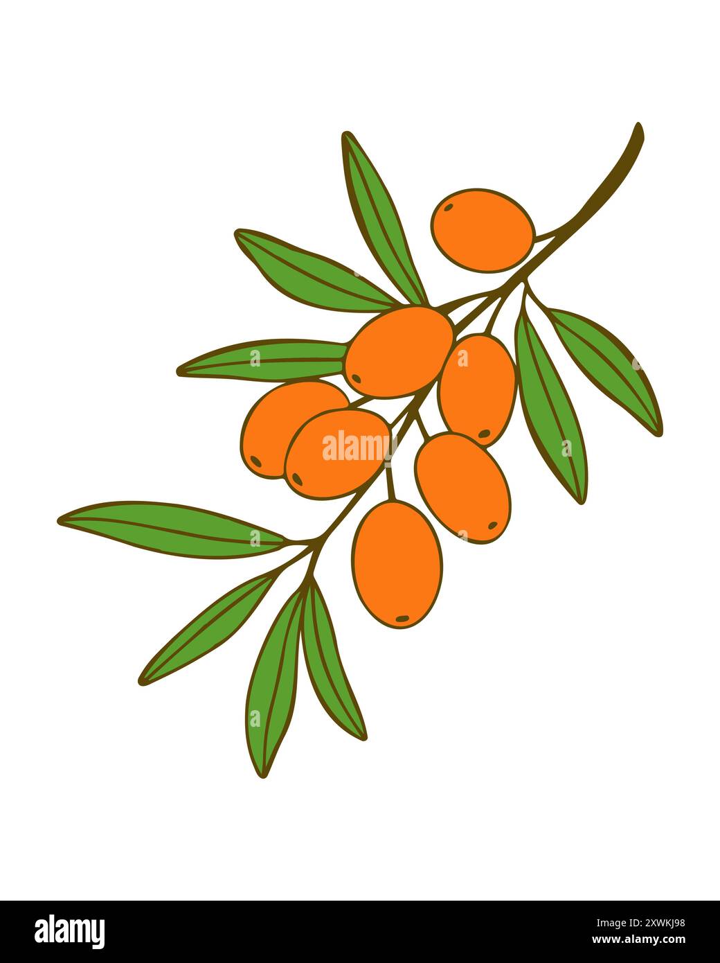 Branche d'argousier avec fruits mûrs baies d'orange isolées sur fond blanc. Illustration vectorielle Illustration de Vecteur