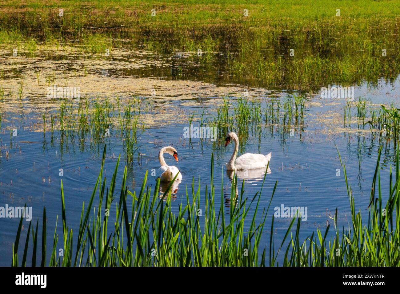 Cygnes à Stawy Bliżniacze (Twin Ponds), réserve naturelle Milicz Ponds, parc paysager de la vallée de Barycz près du village de Ruda Sułowska, basse-Silésie, Pologne Banque D'Images
