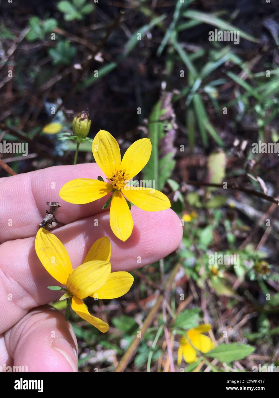 Beggarticks barbus (Bidens aristosa) Plantae Banque D'Images