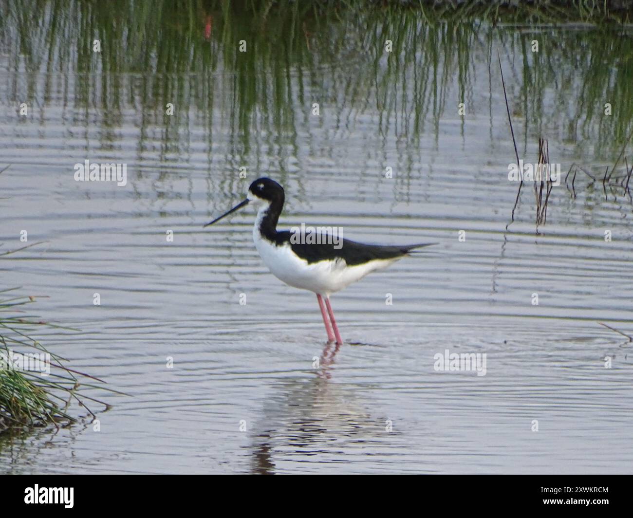 Alevins hawaïens (Himantopus mexicanus knudseni) Aves Banque D'Images