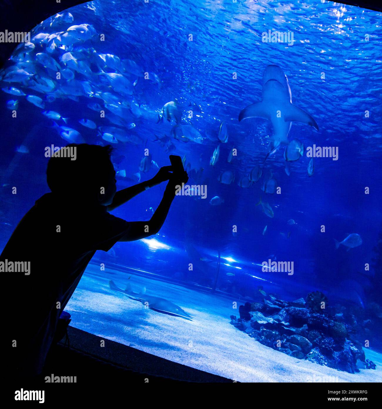 Enfant prenant une photo de requin de sable (Carcharhinus plumbeus) dans Tropicarium, Campona Shopping and Entertainment Center, Budateteny, Budapest, Hongrie Banque D'Images