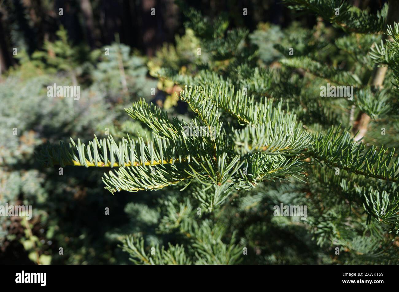Sapin rouge (Abies magnifica) Plantae Banque D'Images