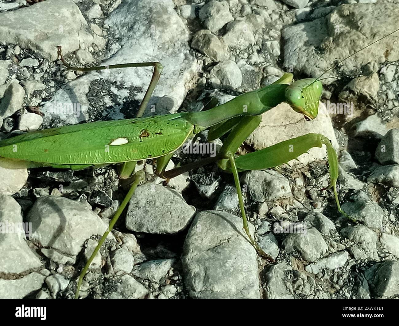 Insecte géant de la Mantis africaine (Sphodromantis viridis) Banque D'Images