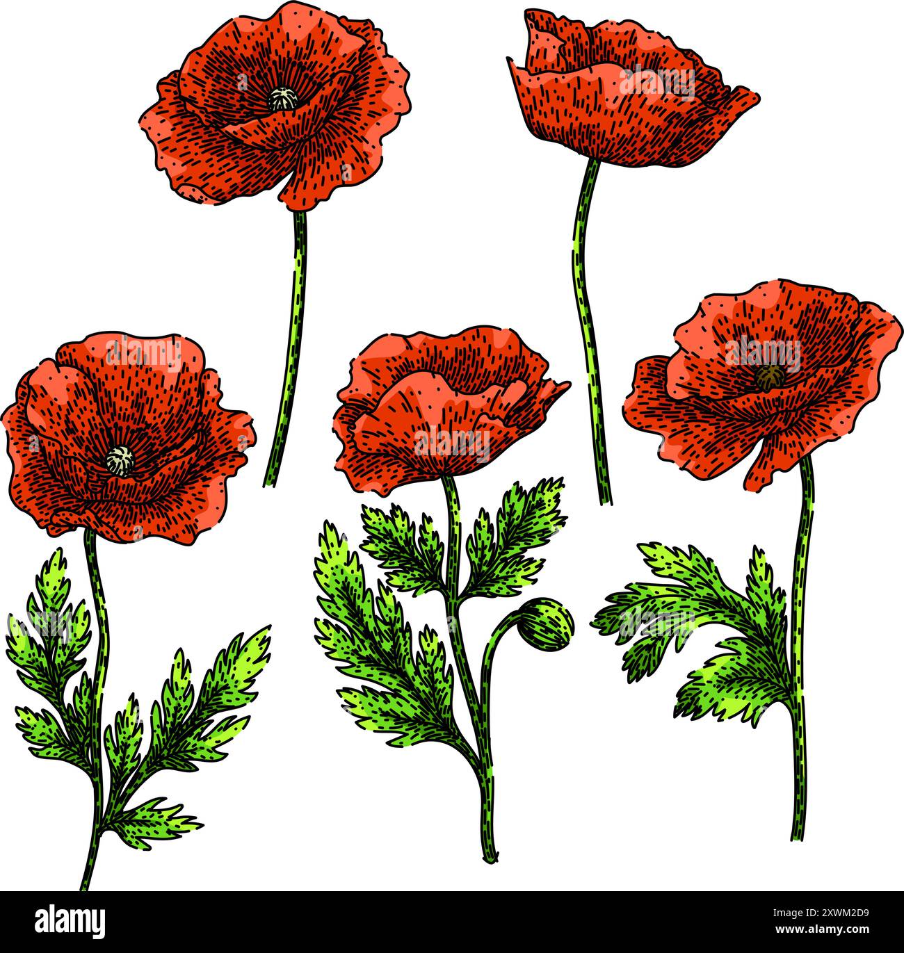 vecteur dessiné à la main pour croquis de coquelicot Illustration de Vecteur