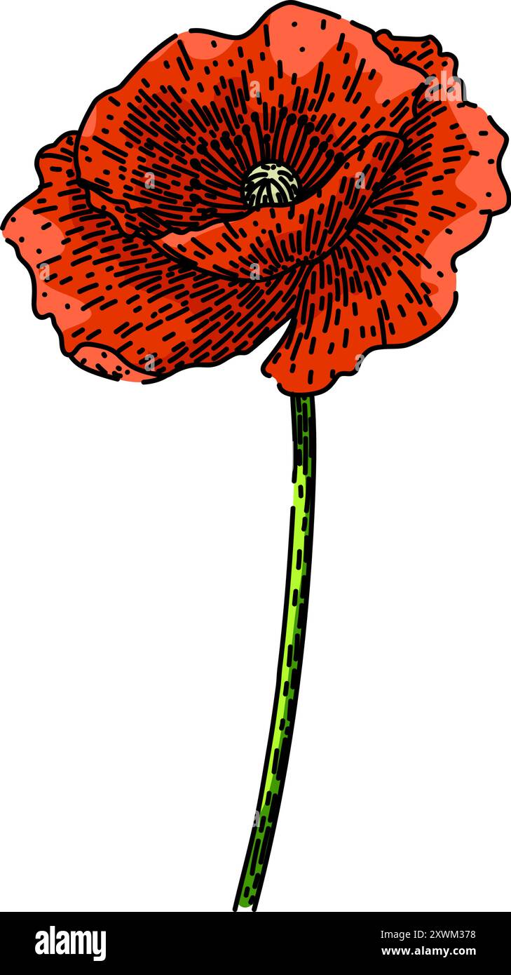 vecteur dessiné à la main par l'esquisse de pétales de coquelicot Illustration de Vecteur