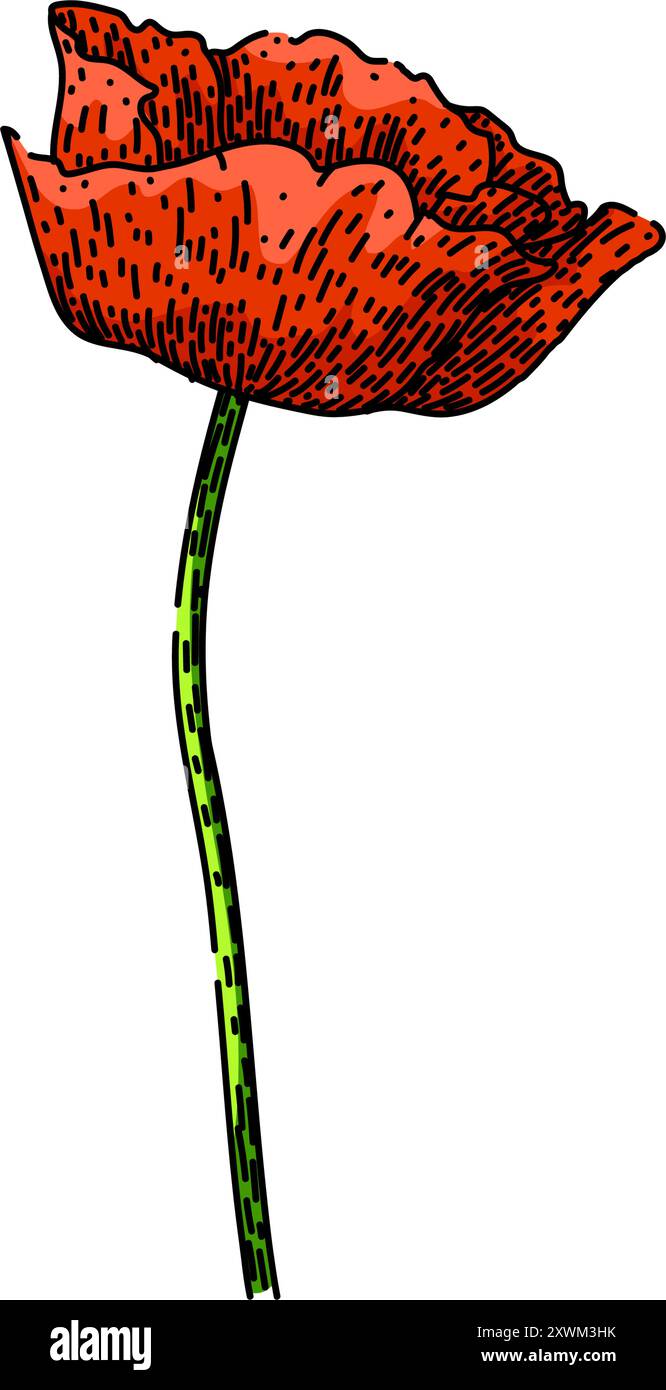 vecteur dessiné à la main par croquis de coquelicot d'opium Illustration de Vecteur