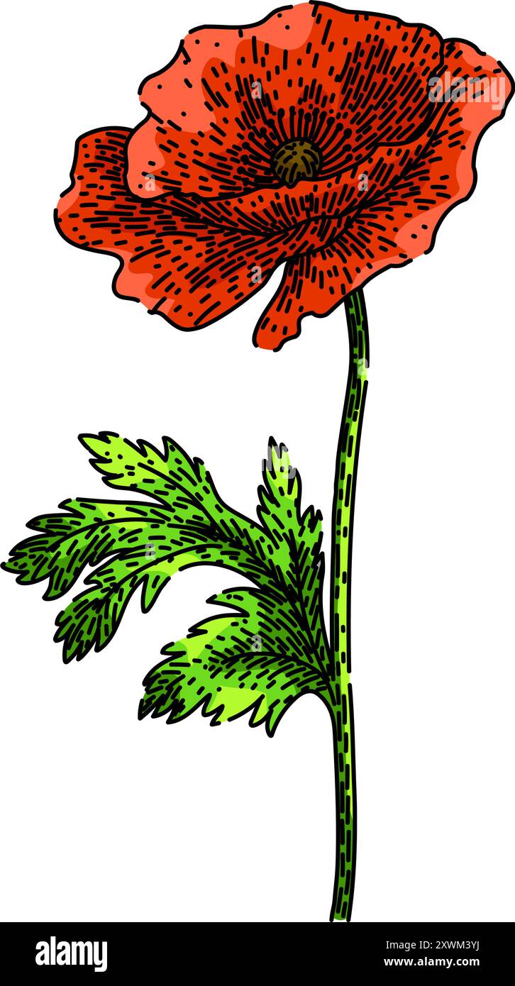 vecteur dessiné à la main d'esquisse de coquelicot rouge Illustration de Vecteur