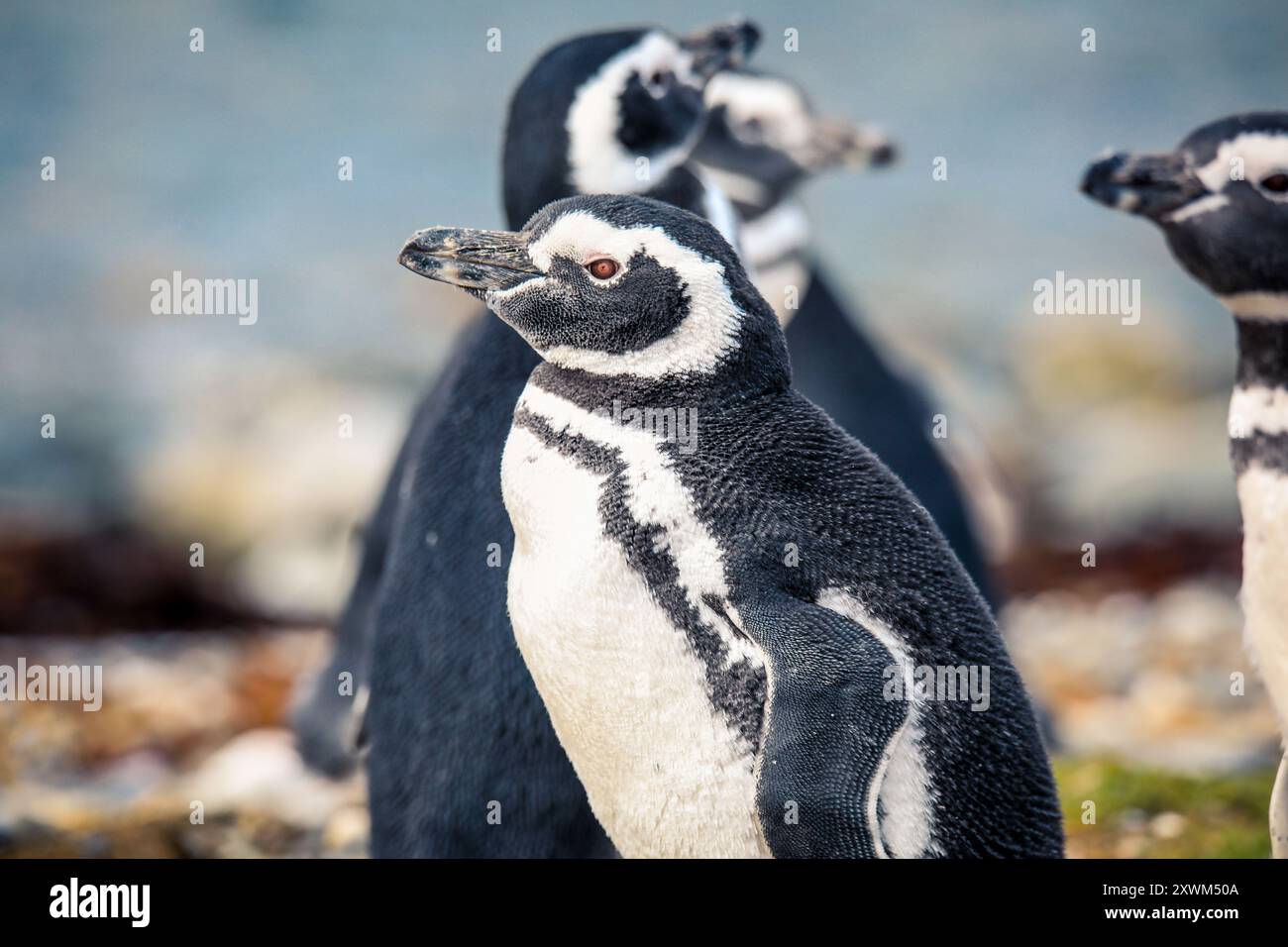 Les manchots de Magellan dans le sanctuaire naturel de l'île de Magdalena, Chili Banque D'Images