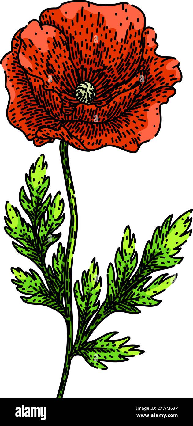 vecteur dessiné à la main par croquis de coquelicot de jardin Illustration de Vecteur
