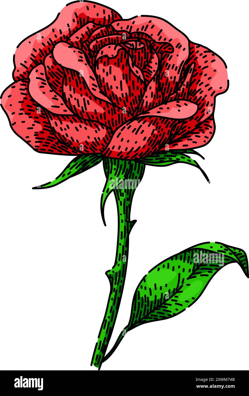 dessin de fleur de rose de jardin vecteur dessiné à la main Illustration de Vecteur
