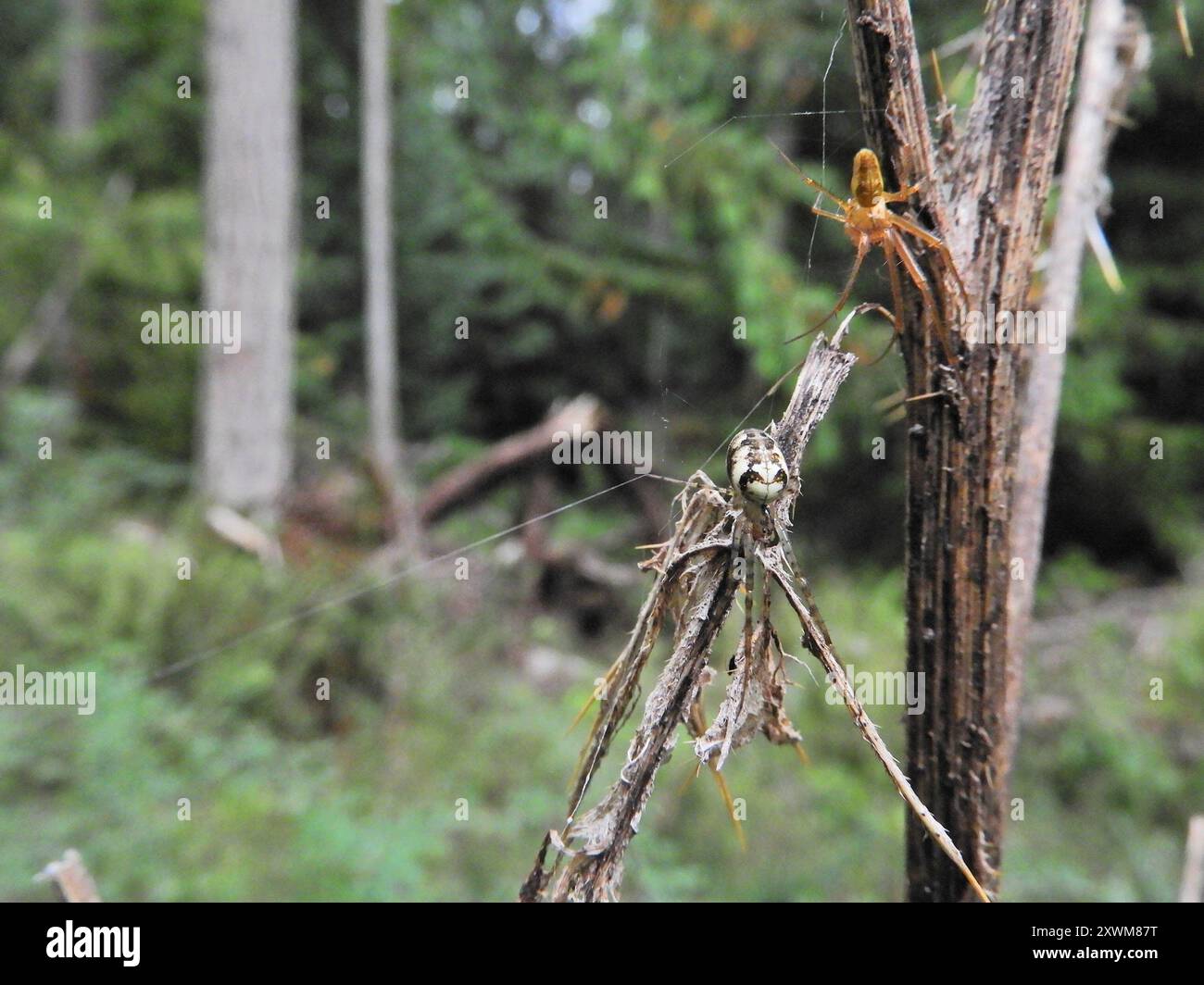 Araignée blindée eurasienne à longue mâchoire (Metellina segmentata) Arachnida Banque D'Images