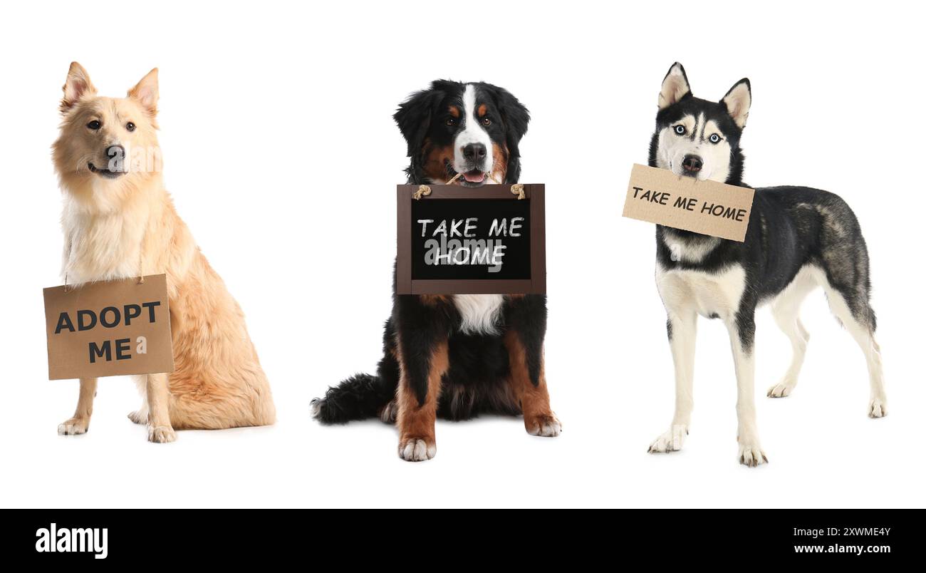Chiens mignons avec des signes sur fond blanc. Adoption d'animaux de compagnie Banque D'Images