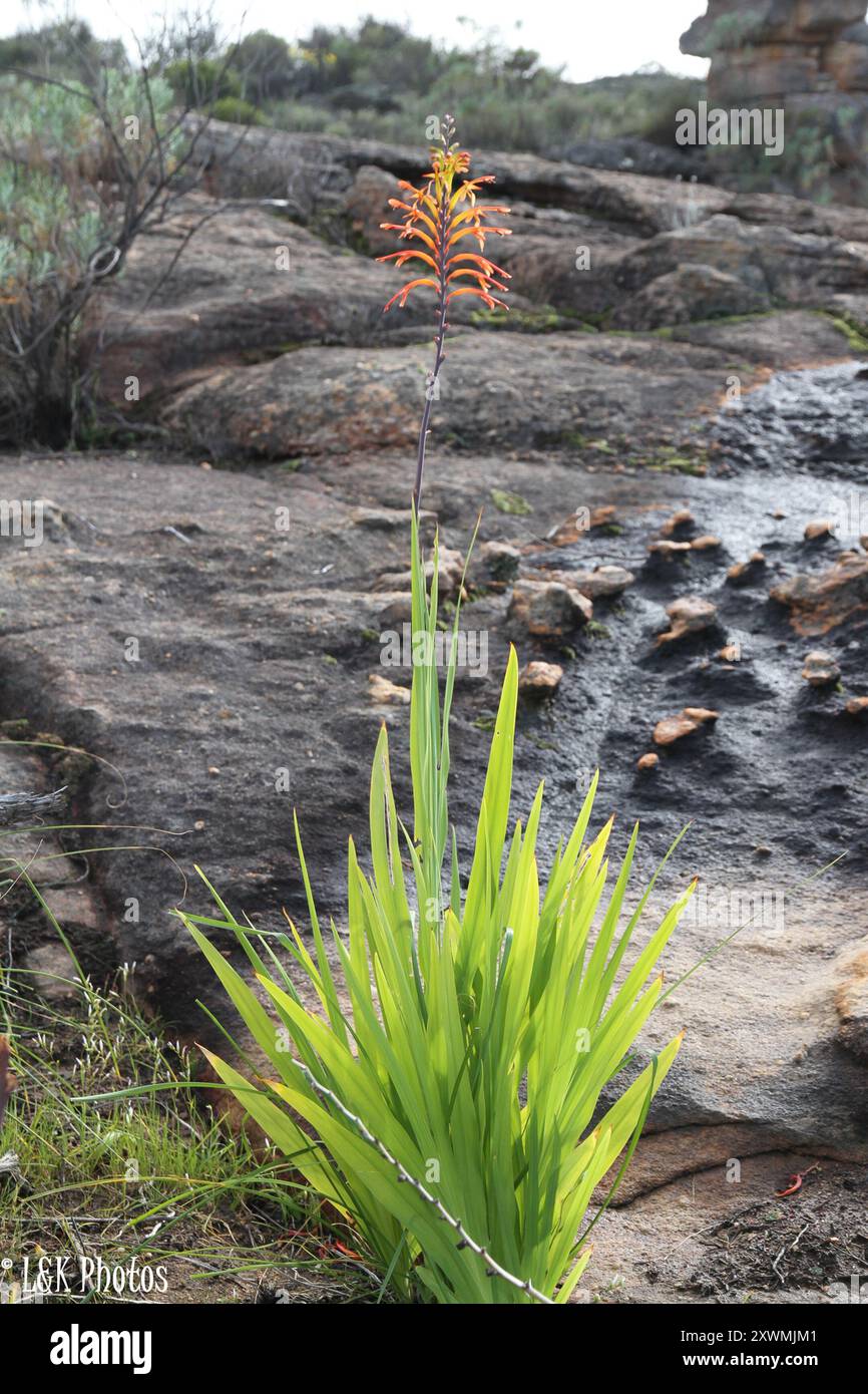 Drapeau africain (Chasmanthe floribunda) Plantae Banque D'Images