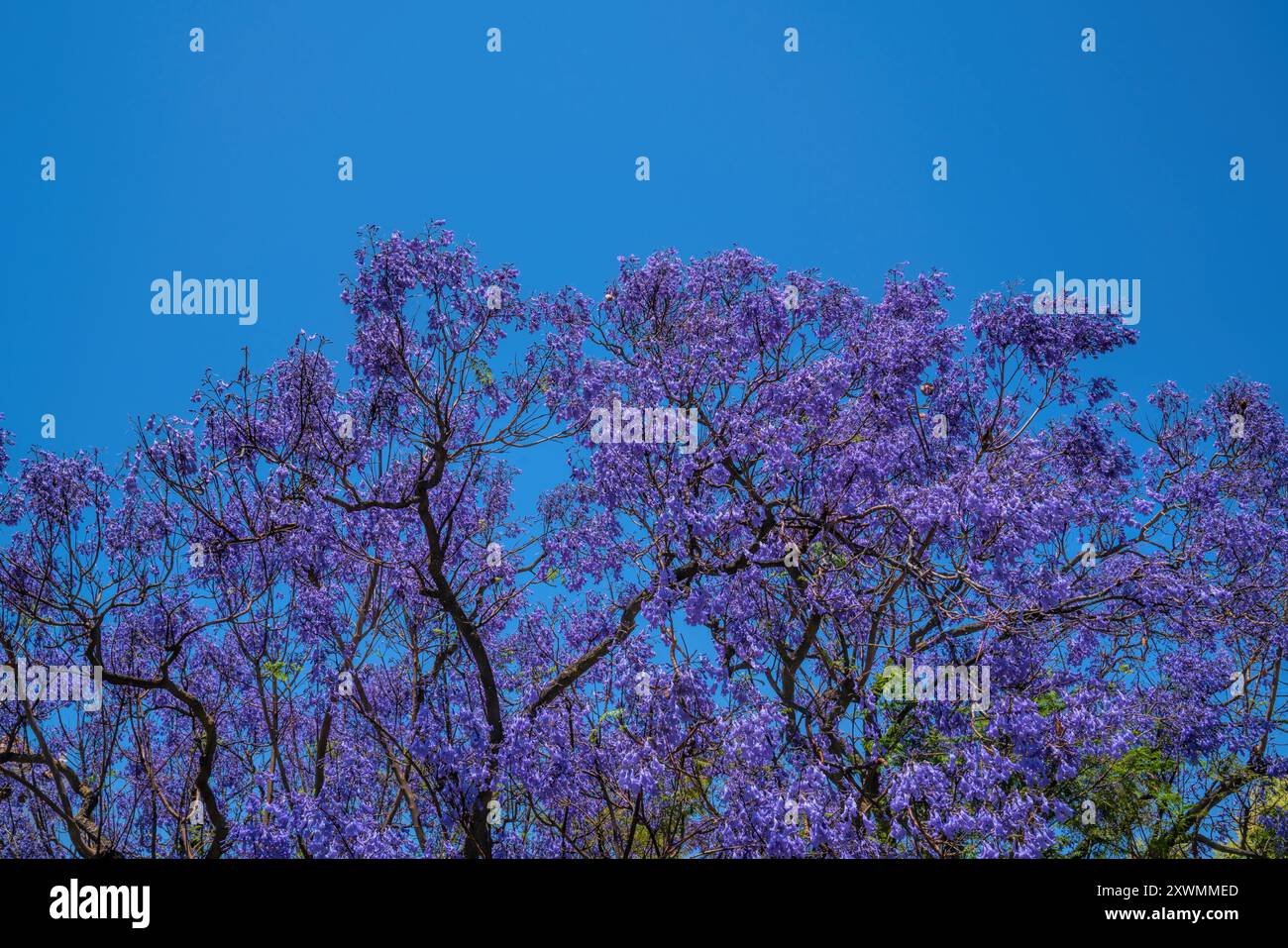 Arbre Jacaranda coloré belles fleurs violettes avec ciel bleu Banque D'Images