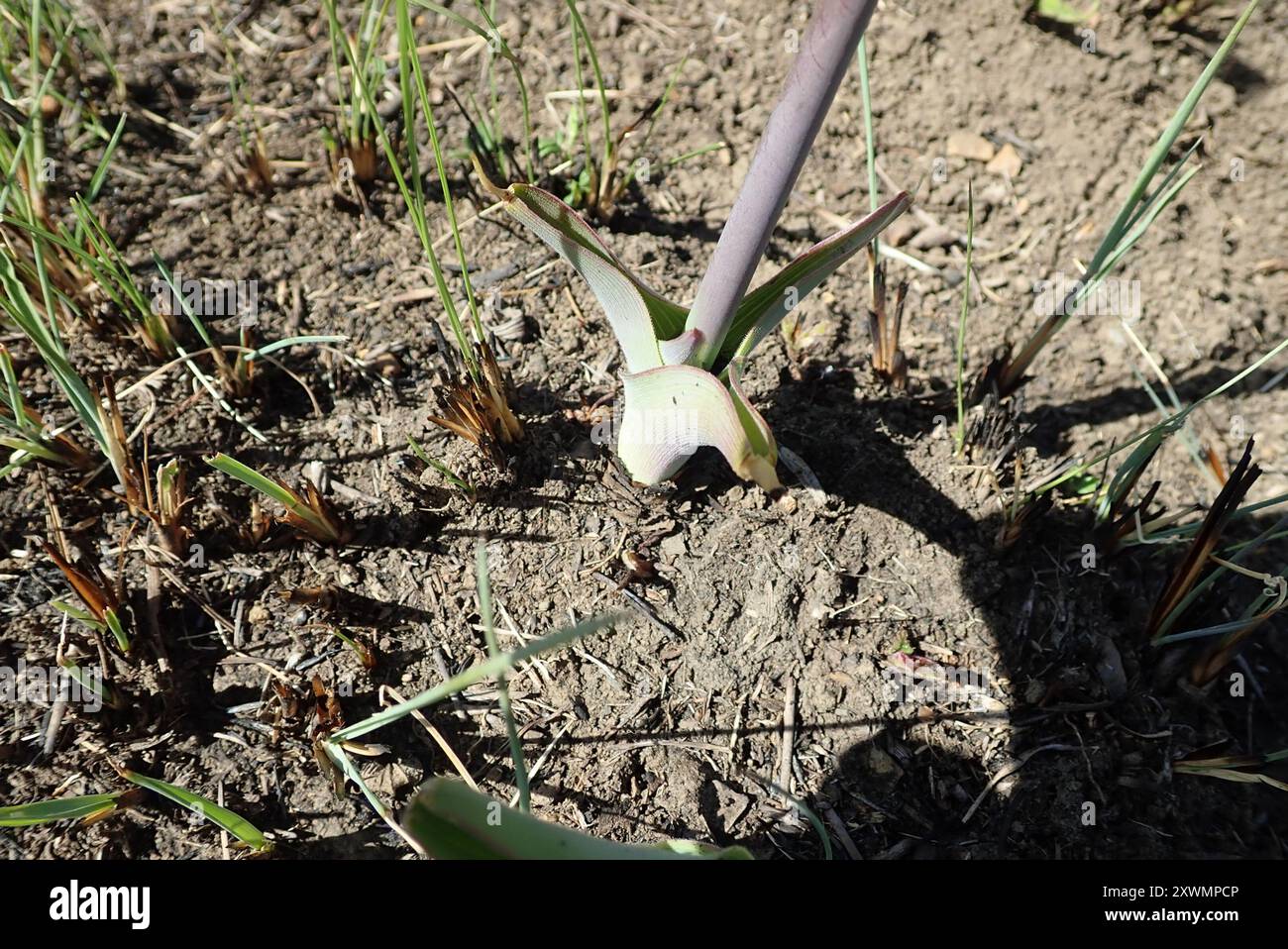 Courge bleue (Merwilla plumbea) Plantae Banque D'Images