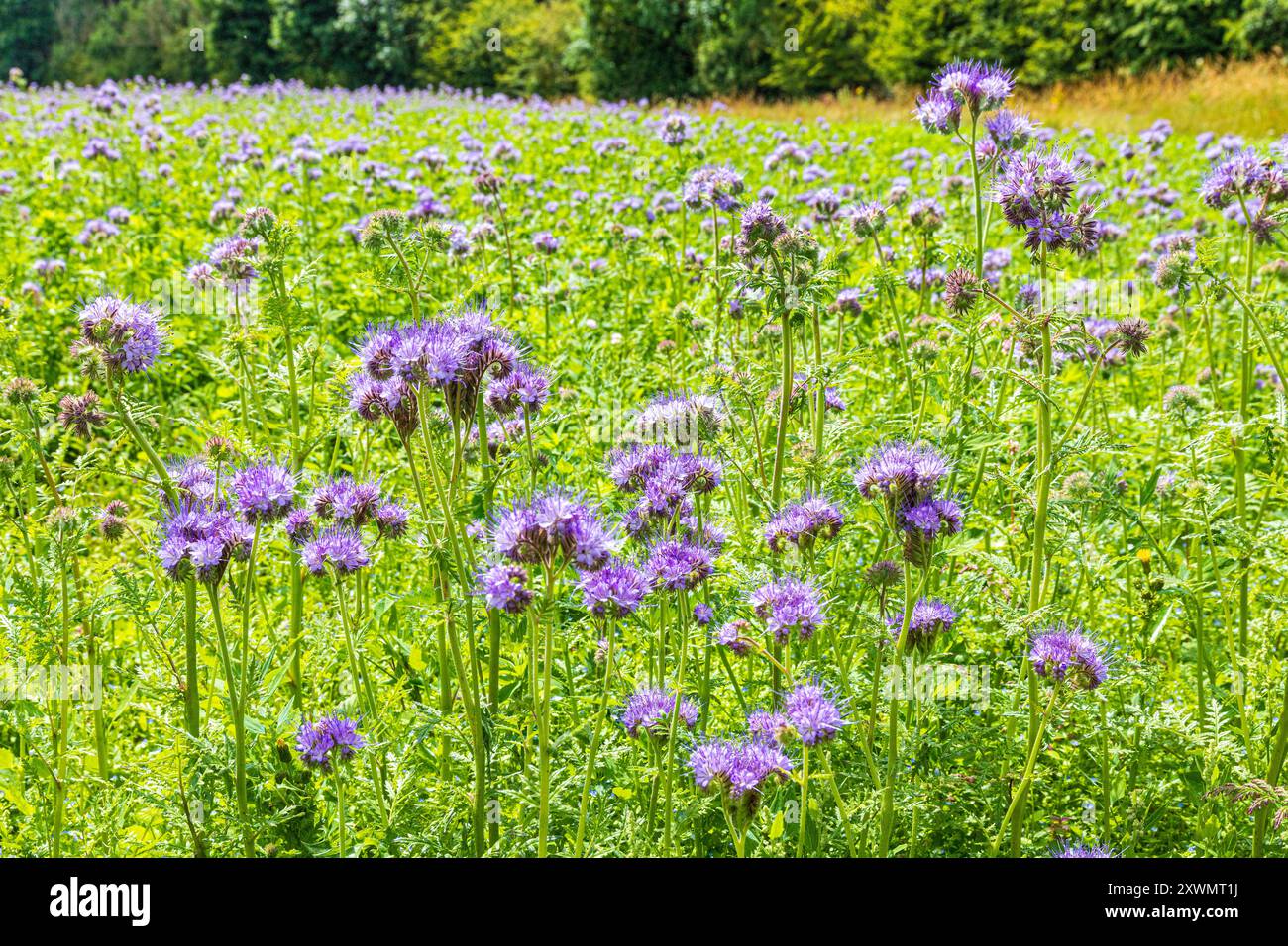 Phacelia tanacetifolia Benth. Culture dans un champ près du village Cotswold de Duntisbourne Abbots, Gloucestershire, Angleterre Royaume-Uni - utilisé comme une amélioration du sol Banque D'Images