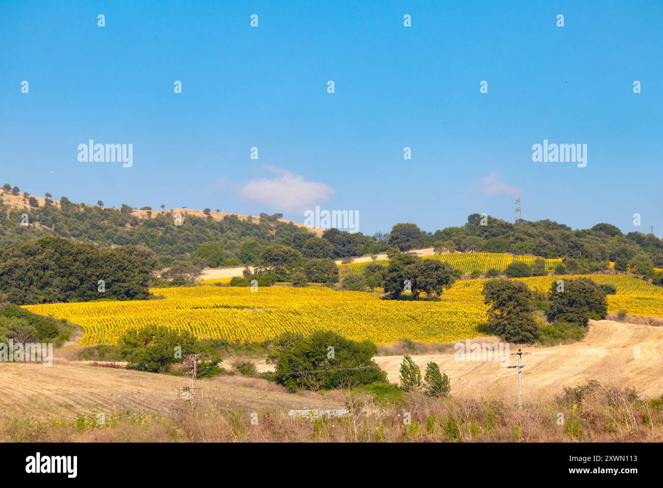 Paysage. Champ de tournesol. Concept d'entreprise agricole. Production de tournesol pour huile. Photo horizontale. Pas de gens, personne. Rural. Ciel bleu. Banque D'Images