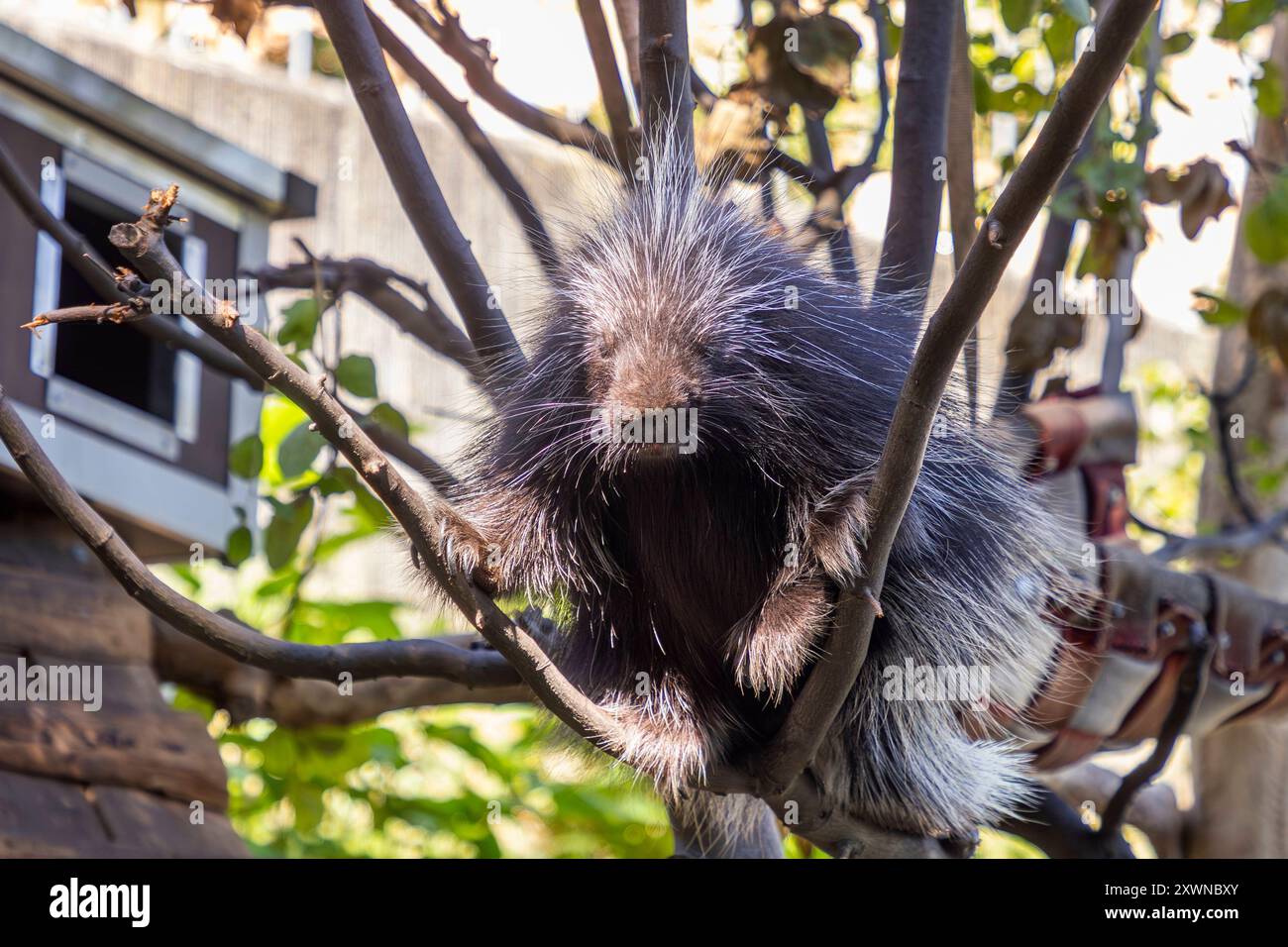 Baumstachler oder Neuweltstachelschwein Erethizontidae aus der Familie der Ordnung der Nagetiere bekommen ein neues Gehege im Tierpark Riesa. *** Porcs-épics ou porcs-épics du Nouveau monde les Erethizontidae de la famille des rongeurs ont un nouvel enclos au zoo de Riesa Banque D'Images