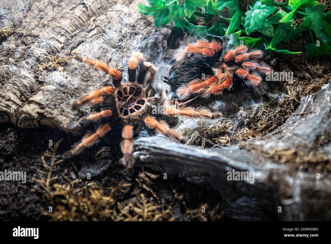 Vogelspinne nach der Häutung im Terrarium in der Ausstellung der Spinnen im Noctalis, Fledermauszentrum Bad Segeberg Vogelspinnen im Terrarium *** Tarantula après mue dans le terrarium dans l'exposition des araignées à Noctalis, Bat Center Bad Segeberg tarentulas dans le terrarium 20240813-DSC 4605 Banque D'Images