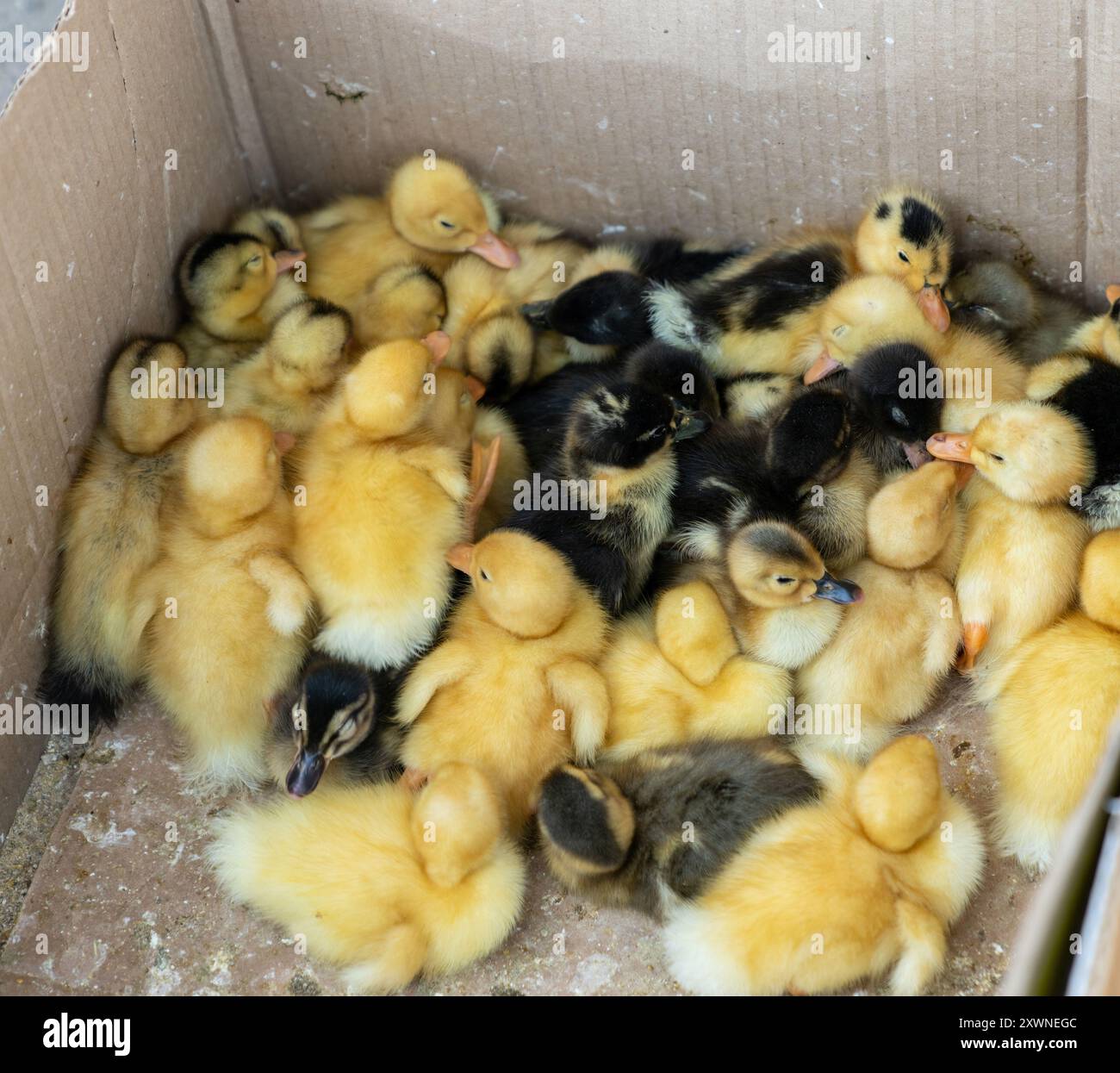 Marché local au Kirghizistan avec une boîte en carton de poussins nouveau-nés et de poulets de chair, mettant en évidence l'élevage de volailles Banque D'Images