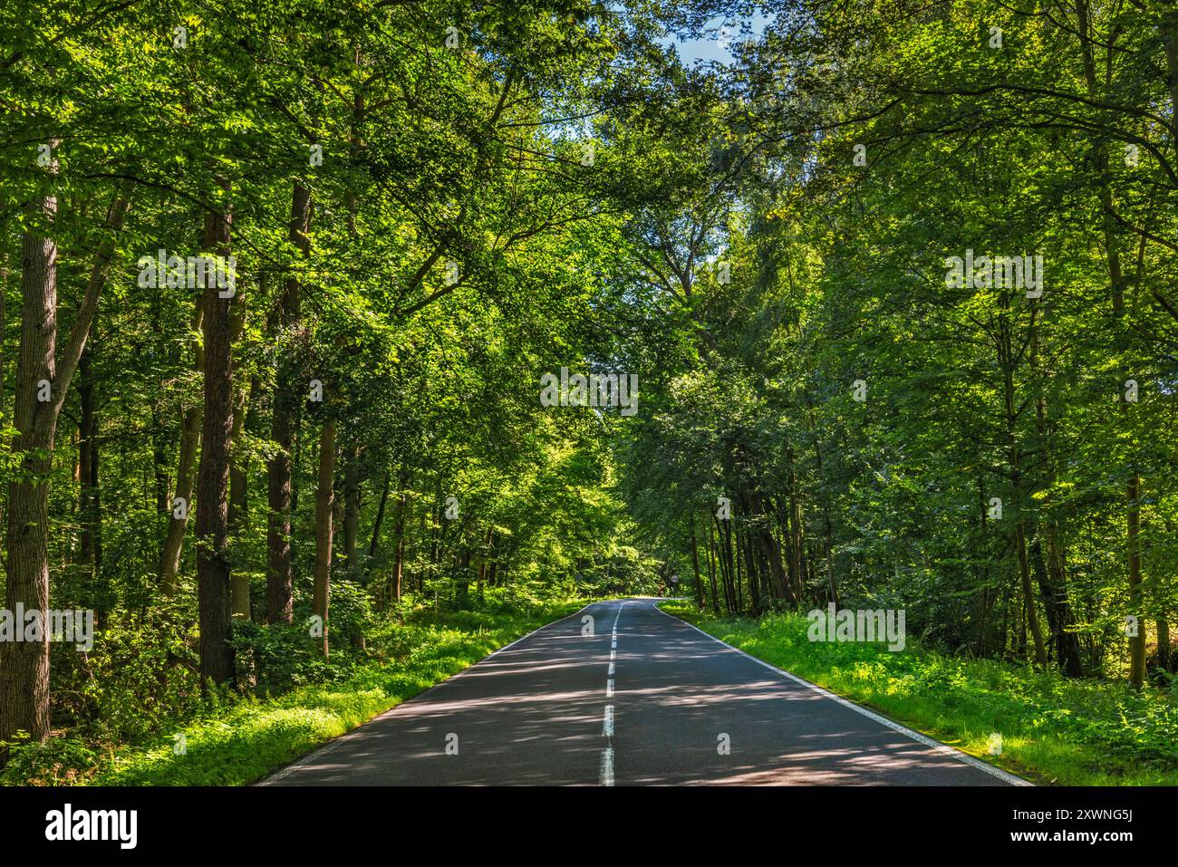 Route locale 439 dans la forêt de hêtres à l'ouest du village de Niezgoda, parc paysager de la vallée de Barycz, zone protégée, voïvodie de basse-Silésie, Pologne Banque D'Images