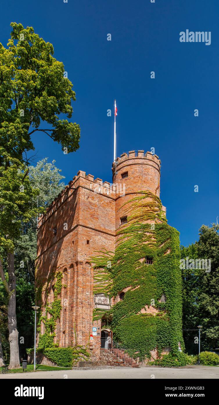 Donjon couvert de lierre, château-tour, 1560, à Żmigród, vallée de la rivière Barycz, voïvodie de basse-Silésie, Pologne Banque D'Images