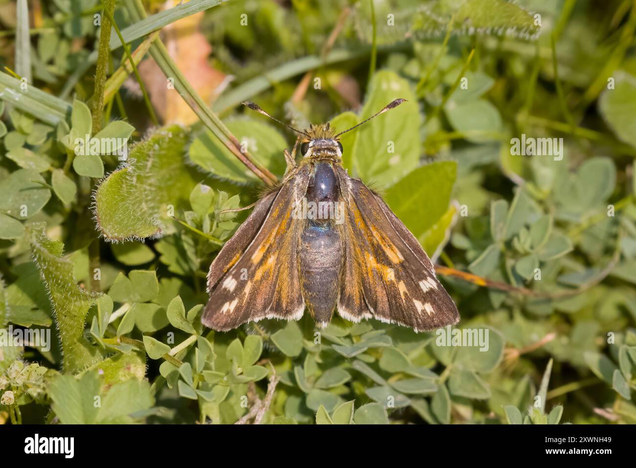 Skipper à pois argentés à Watlington Hill Chilterns UK Banque D'Images