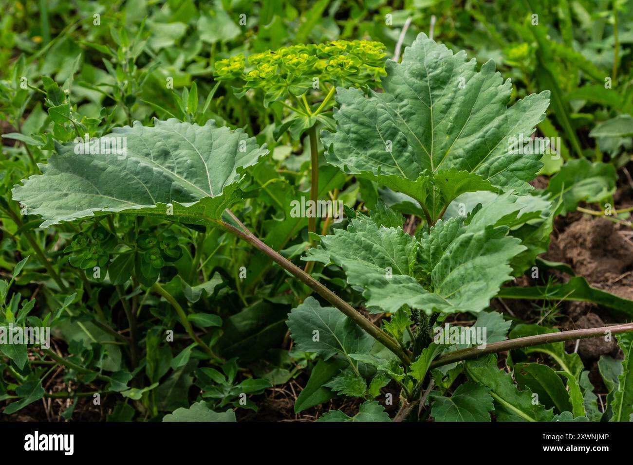 Heracleum, panais de vache, panais. Grandes feuilles vertes d'une mauvaise herbe à croissance rapide. Banque D'Images