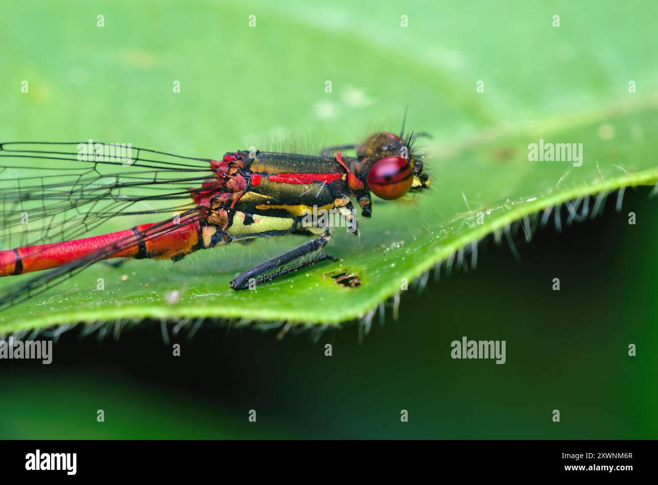 Gros plan d'une grande demoiselle rouge (Pyrrhosoma CF.nymphula) qui manque quelques jambes, assis sur une feuille, macro photographie, insectes, nature Banque D'Images