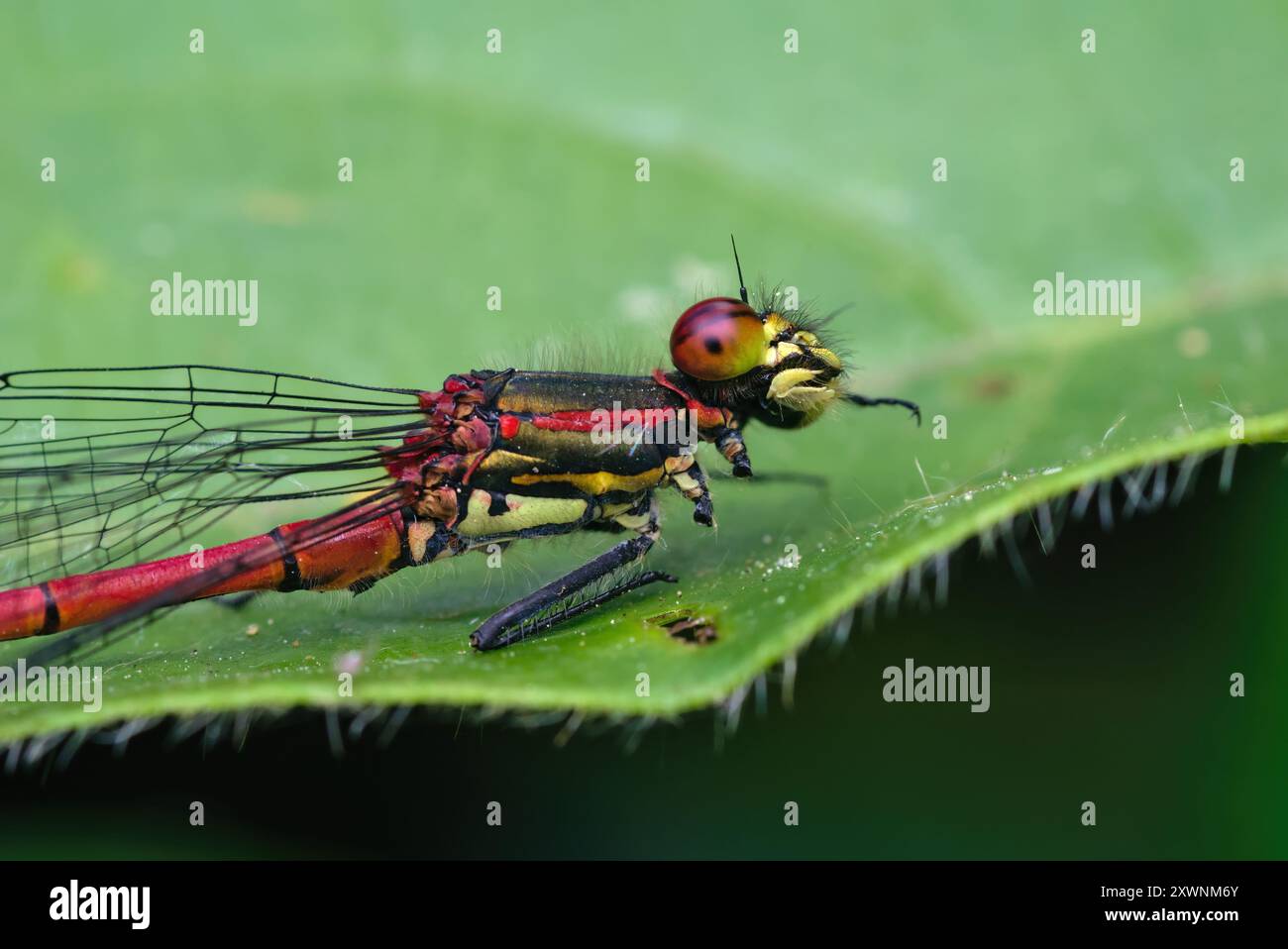 Gros plan d'une grande demoiselle rouge (Pyrrhosoma CF. nymphula) se nettoyant elle-même assis sur une feuille, macro photographie, insectes, nature Banque D'Images