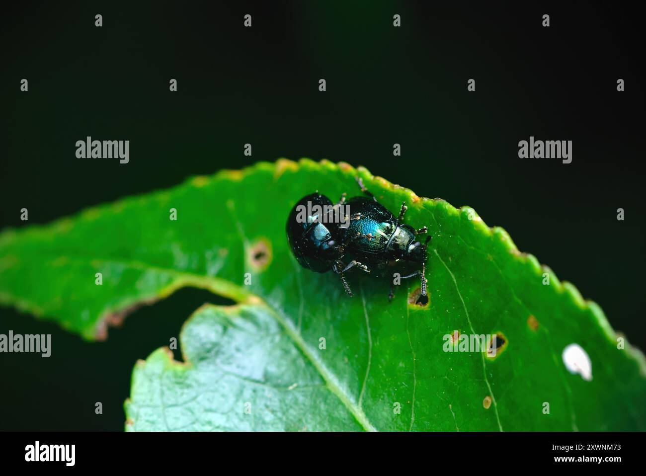 Gros plan de deux coléoptères foliaires (Plagiosterna CF.aenea) sur une feuille avec des trous, accouplement, photographie d'insectes, macro, biodiversité, biologie Banque D'Images